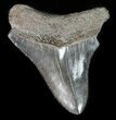 Serrated, Juvenile Megalodon Tooth #48201-1